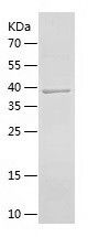    C1orf56 / Recombinant Human C1orf56