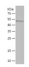    MFF / Recombinant Human MFF