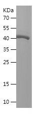 Recombinant Mouse  Prl3d1