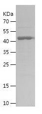    ATG7 / Recombinant Human ATG7