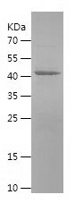    MAOA / Recombinant Human MAOA