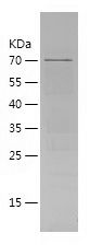    CRBN-2 / Recombinant Human CRBN-2