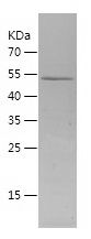    SMAD5 / Recombinant Human SMAD5