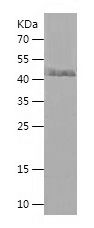    SLC30A6 / Recombinant Human SLC30A6