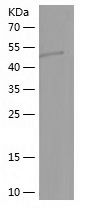    LHX4 / Recombinant Human LHX4