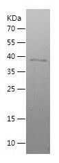    MAFF / Recombinant Human MAFF