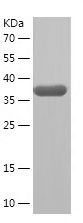    ANXA8 / Recombinant Human ANXA8