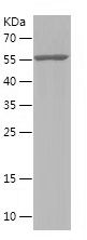    TBC1D23 / Recombinant Human TBC1D23