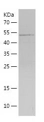    MRPS18B / Recombinant Human MRPS18B