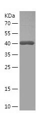 Recombinant Mouse  Prl3b1