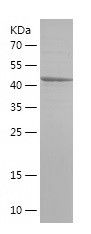    YME1L1 / Recombinant Human YME1L1