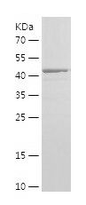    GABRG2-1 / Recombinant Human GABRG2-1