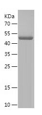    POMC / Recombinant Human POMC