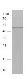    HCN4 / Recombinant Human HCN4