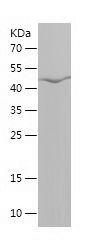    FUT9 / Recombinant Human FUT9