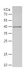    C15orf53 / Recombinant Human C15orf53