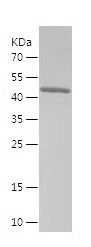    RAB27A / Recombinant Human RAB27A