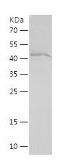    IMMT / Recombinant Human IMMT