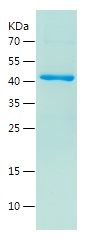    CDK2 / Recombinant Human CDK2