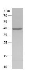    IFNA1 / Recombinant Human IFNA1