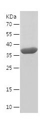    GEC1 / Recombinant Human GEC1