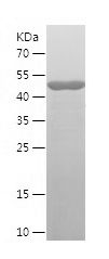    MRPL44 / Recombinant Human MRPL44