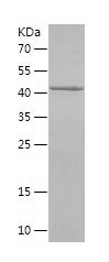 Recombinant Pig GH