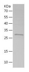    FXYD1 / Recombinant Human FXYD1