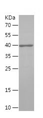    TXN2 / Recombinant Human TXN2