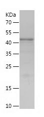    CAVIN3 / Recombinant Human CAVIN3