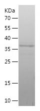    CYC1 / Recombinant Human CYC1