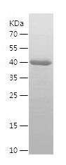    APOL1 / Recombinant Human APOL1