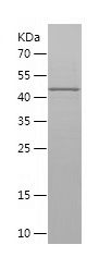    CAPG / Recombinant Human CAPG