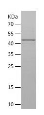    CAPG / Recombinant Human CAPG