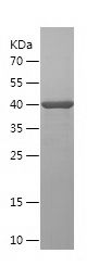    TNFAIP8L2 / Recombinant Human TNFAIP8L2