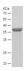    CAVIN1 / Recombinant Human CAVIN1