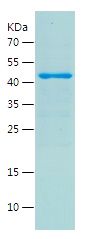    OPA1 / Recombinant Human OPA1