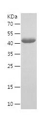    ERN1 / Recombinant Human ERN1