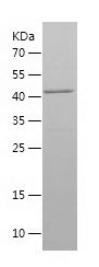    TTL / Recombinant Human TTL