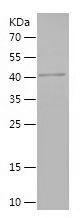    MAT2B / Recombinant Human MAT2B