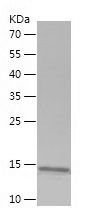    HMGA2 / Recombinant Human HMGA2