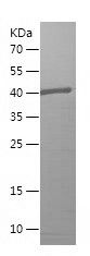    PEX14 / Recombinant Human PEX14