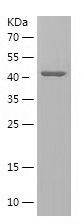    VGLL1 / Recombinant Human VGLL1