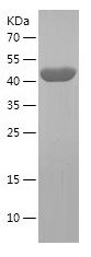    CKAP4 / Recombinant Human CKAP4