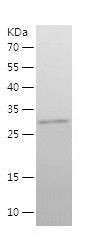    SYNPO / Recombinant Human SYNPO