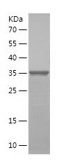    Histone H3 / Recombinant Human Histone H3