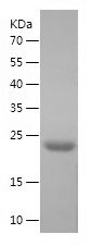    BID / Recombinant Human BID