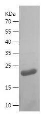    PDCD4 / Recombinant Human PDCD4