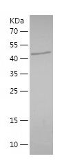    PLSCR1 / Recombinant Human PLSCR1