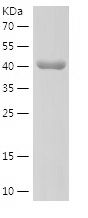    SP1 / Recombinant Human SP1